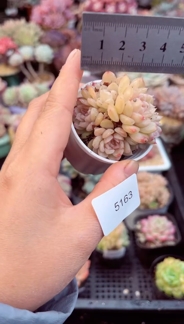 【闪购商品】5163麦秆群多肉