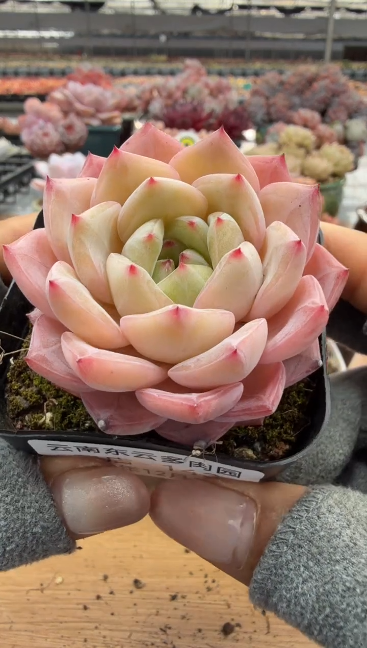 东云多肉园二店-143