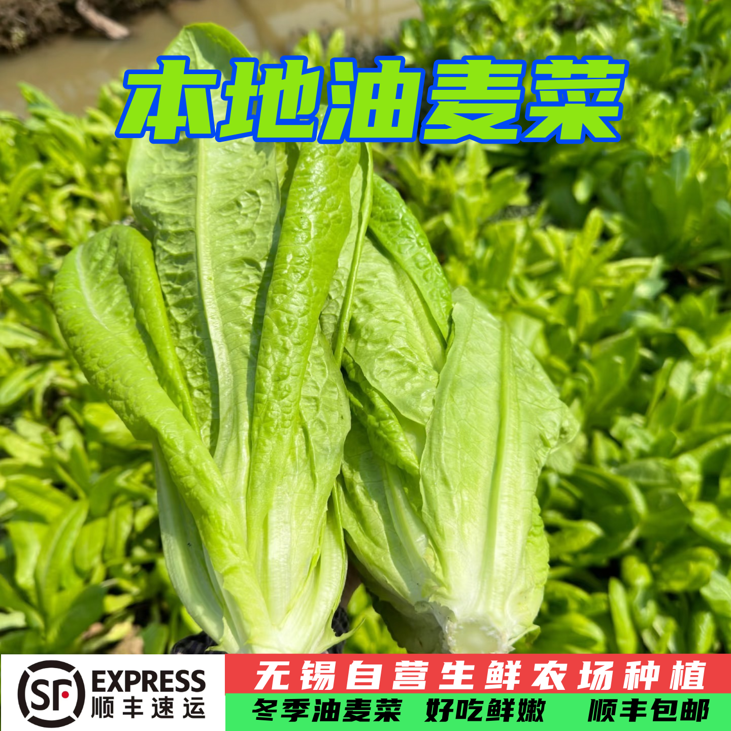 祝塘油麦菜 顺丰包邮 现摘新鲜蔬菜油麦菜