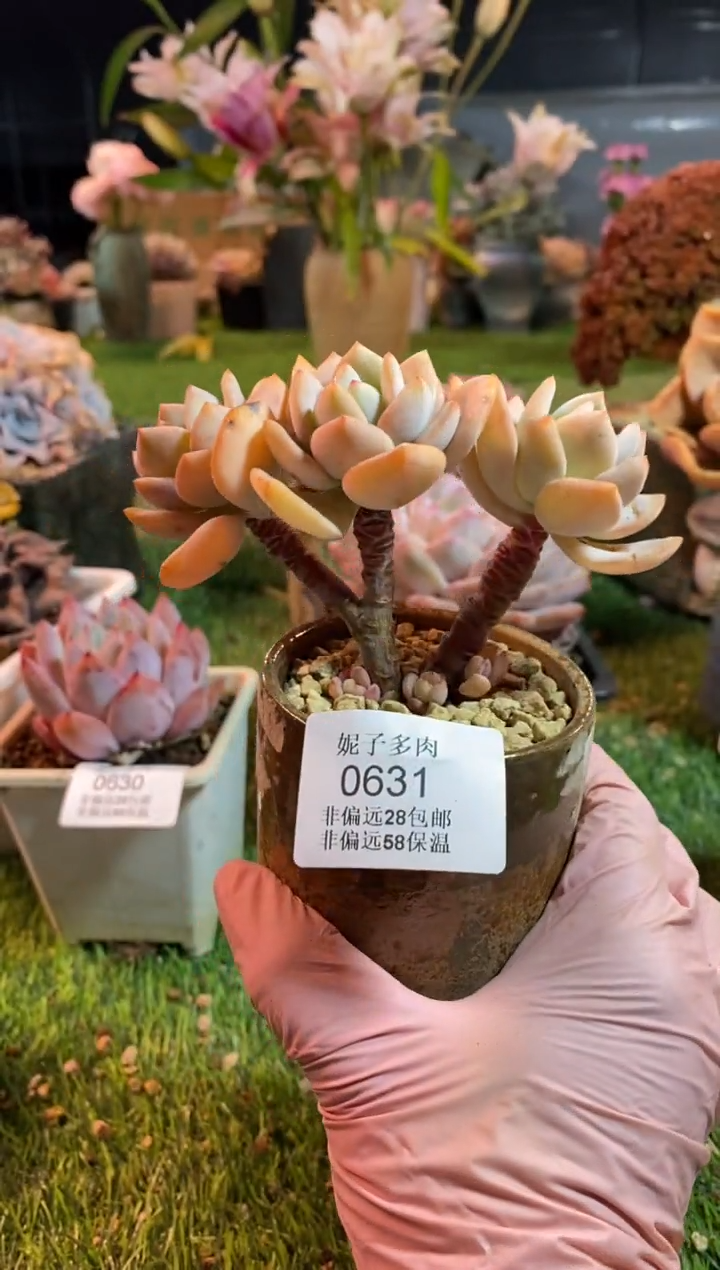 【闪购商品】0631a