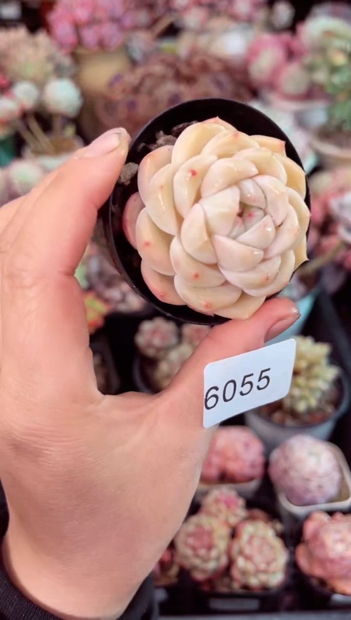 【闪购商品】6055单头多肉