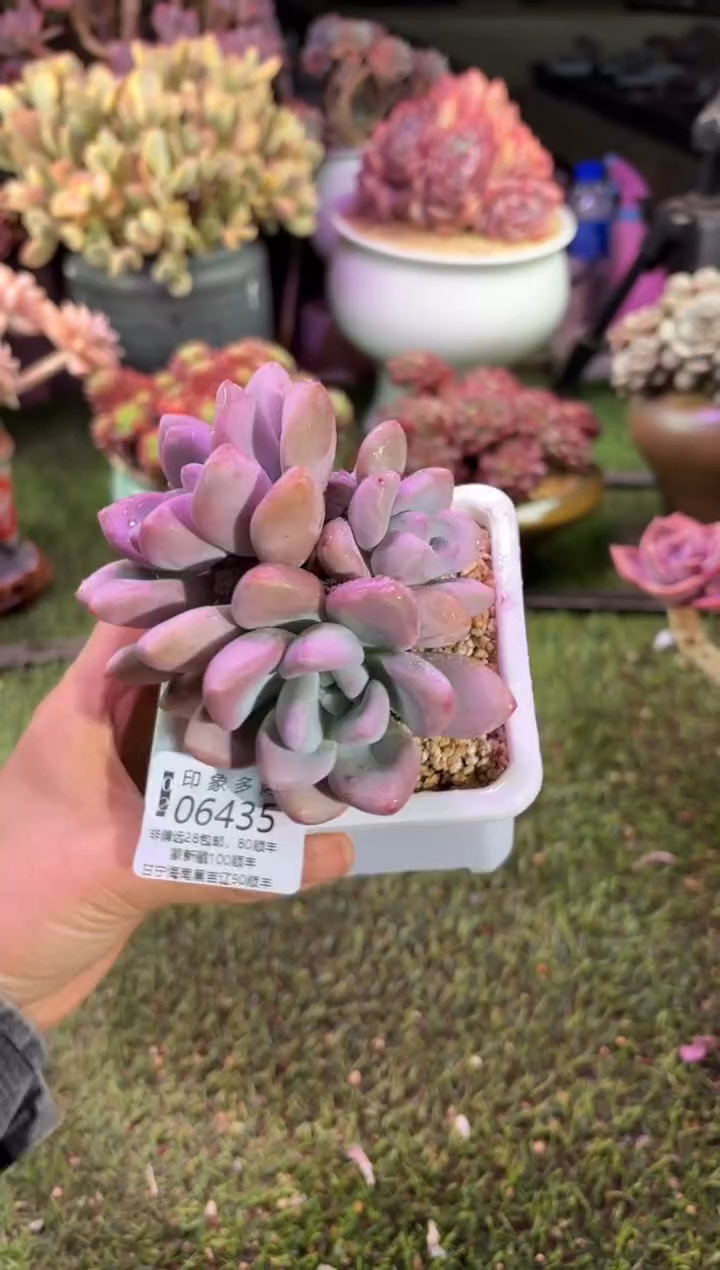 【闪购商品】06435