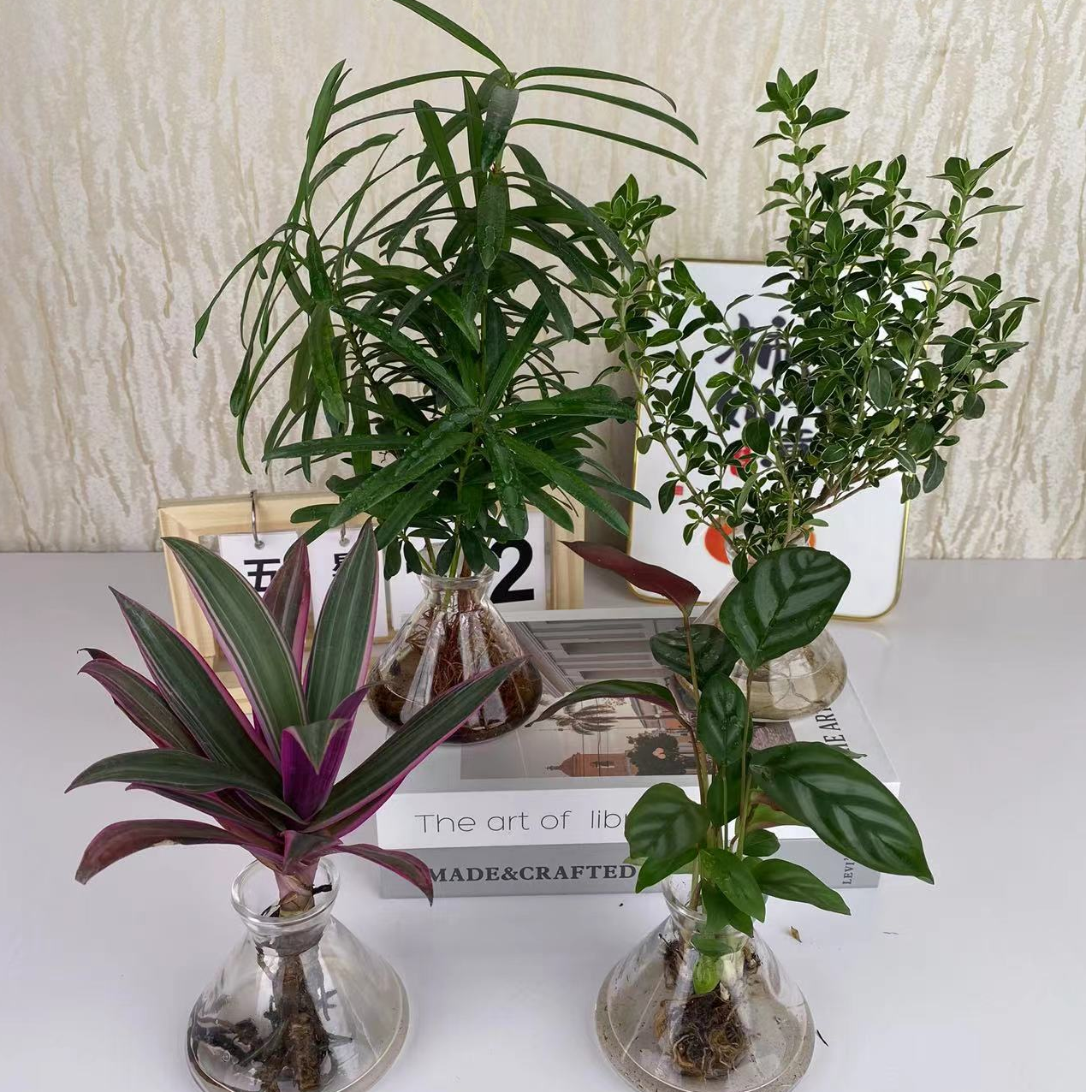 【拍1发4】彩虹竹芋富贵椰子飞羽水培绿植高级感好养美化家居盆栽