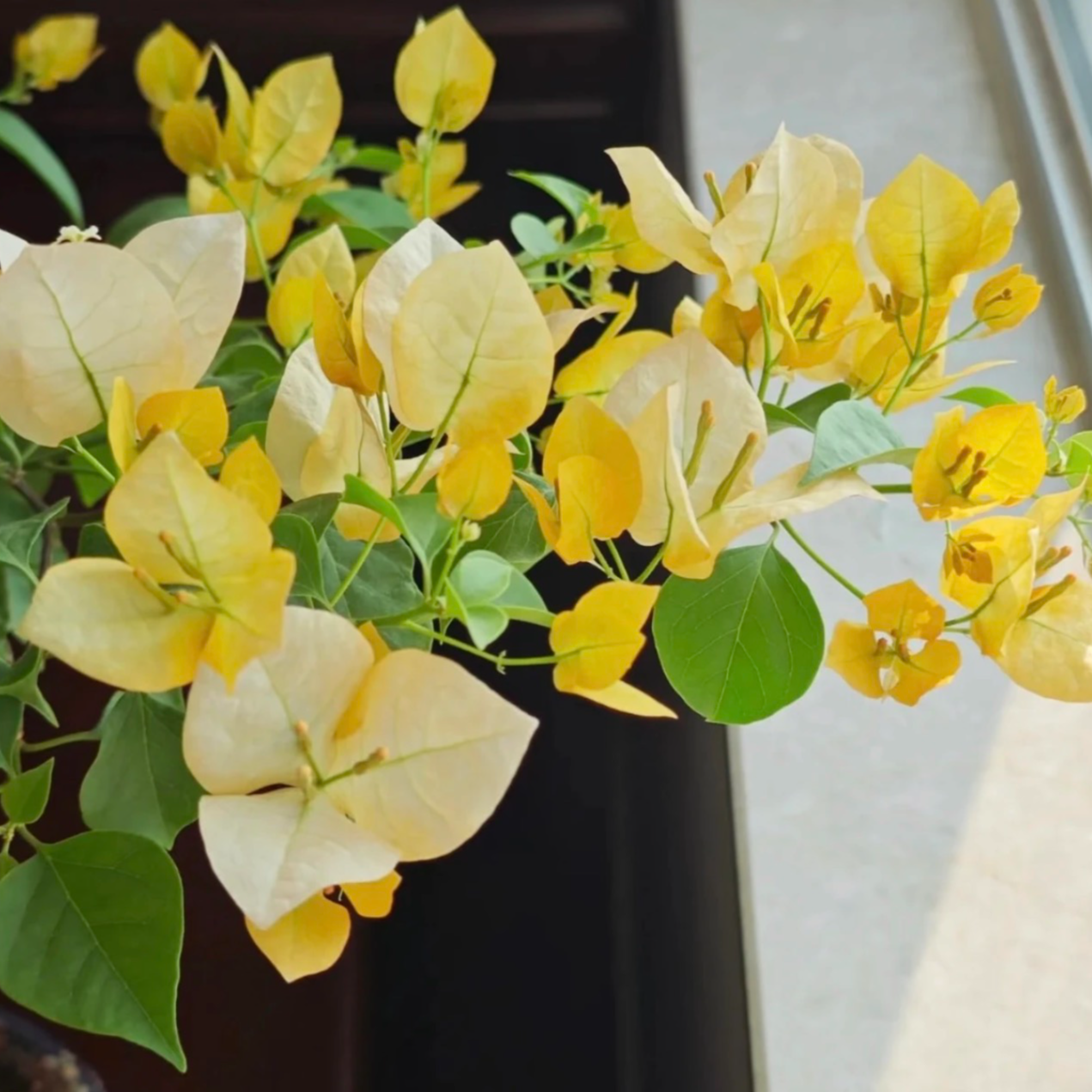 月朦胧（新品奶油黄配色）·三角梅花卉盆栽四季开花 勤花指数8颗⭐️