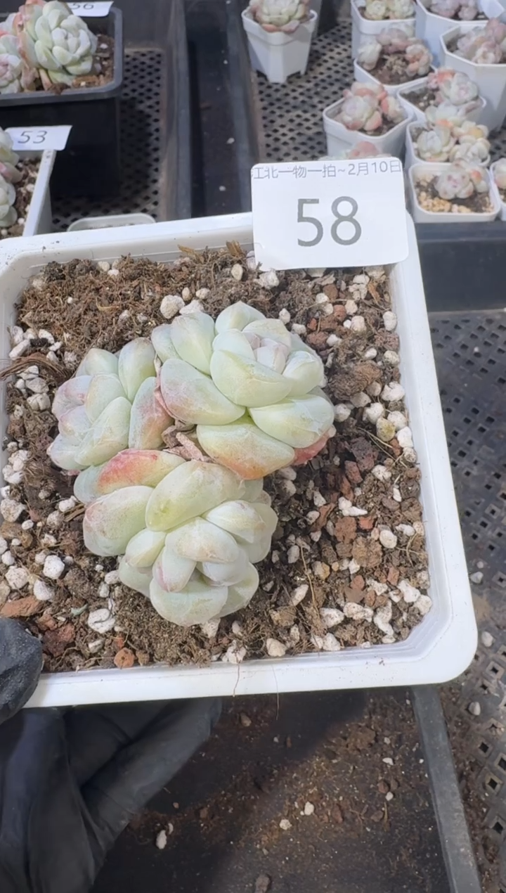 【闪购商品】58号到手1棵--江北多肉