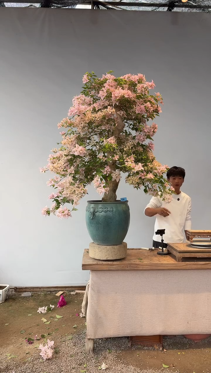 全部花朵策**腾三角梅62