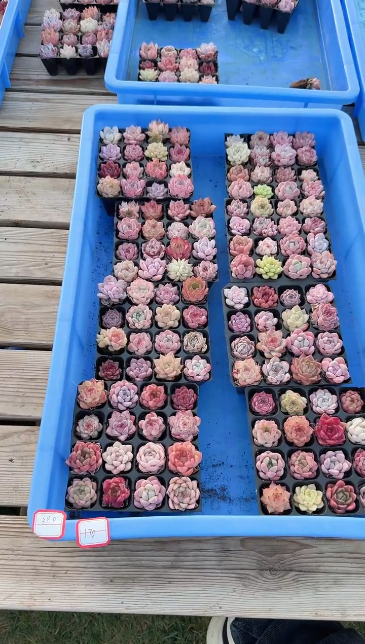 东云多肉园新款-170（其中1份）