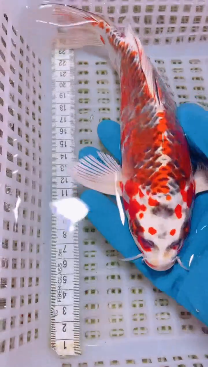 锦鲤冷水观赏鱼全场包邮28