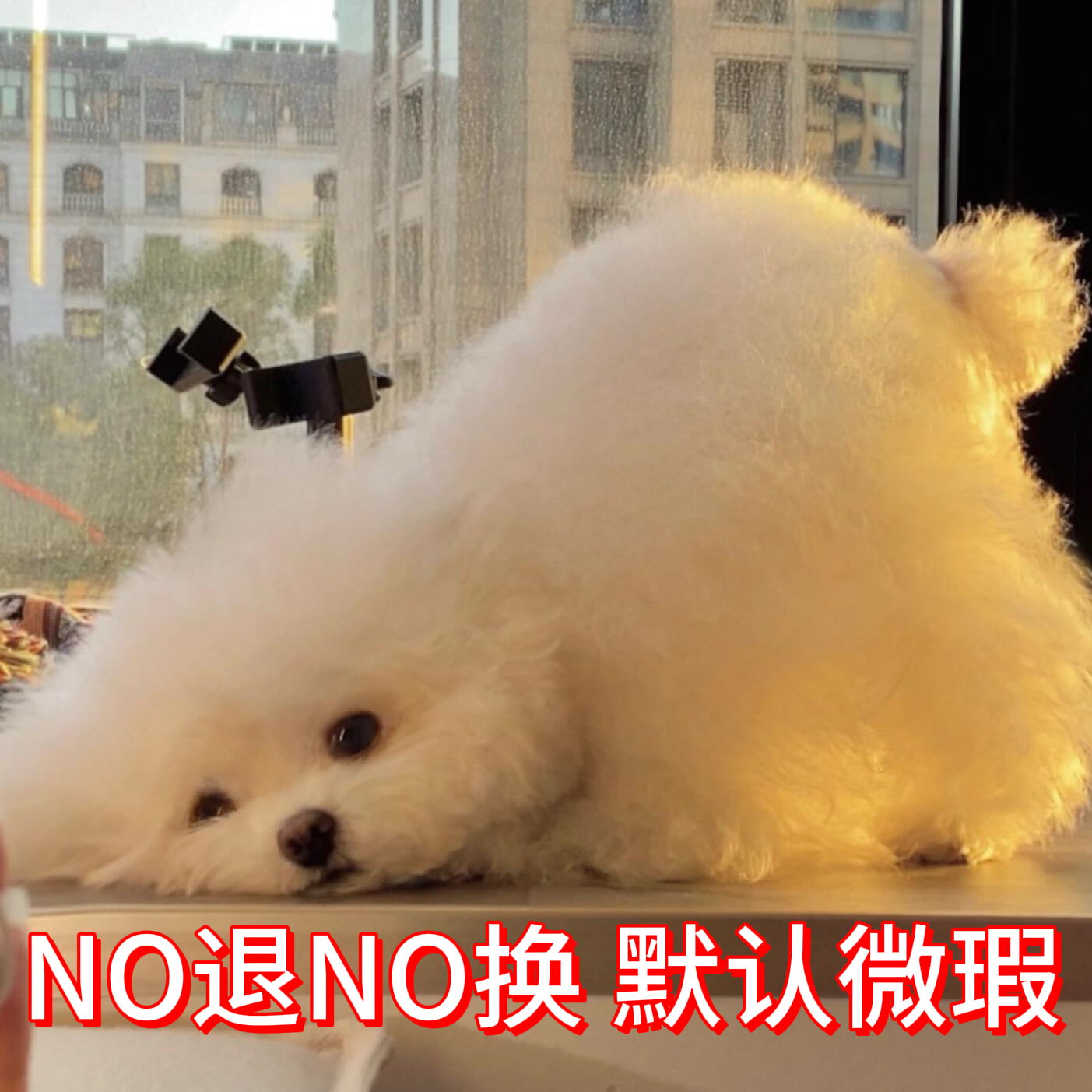 【NO退NO换】宠物衣服孤品【默认微瑕】