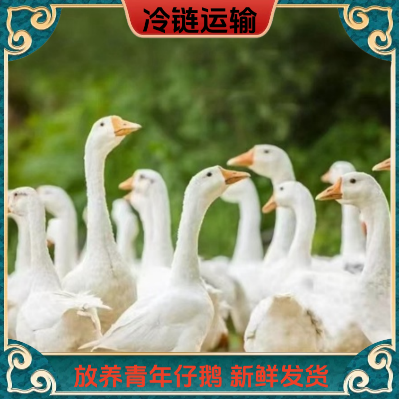 【小丽】农家散养大白鹅 青年鹅 2只净重10-11斤 带心肝发货