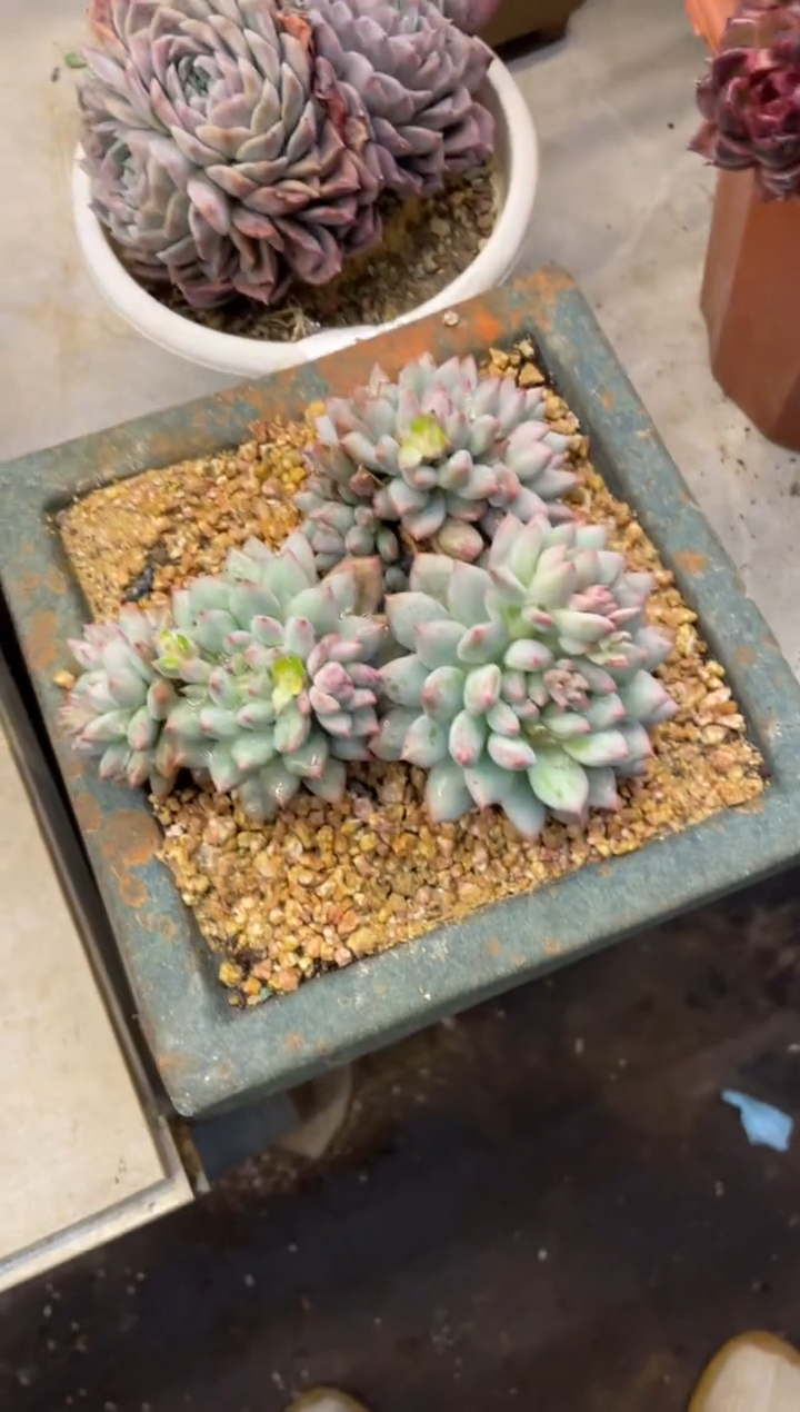 【闪购商品】178二代虞美人