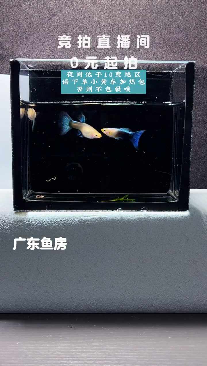 孔雀鱼黄化蓝礼服鸥翼一对编号49