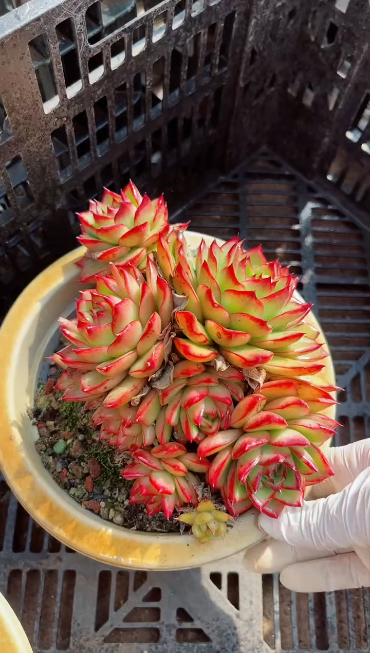 【闪购商品】06422