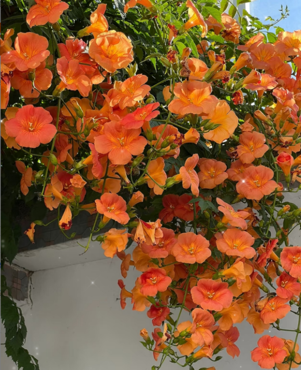 【顺丰送货上门加高1.3-1.6】凌霄花棒棒糖带花苞带花开花花卉绿植