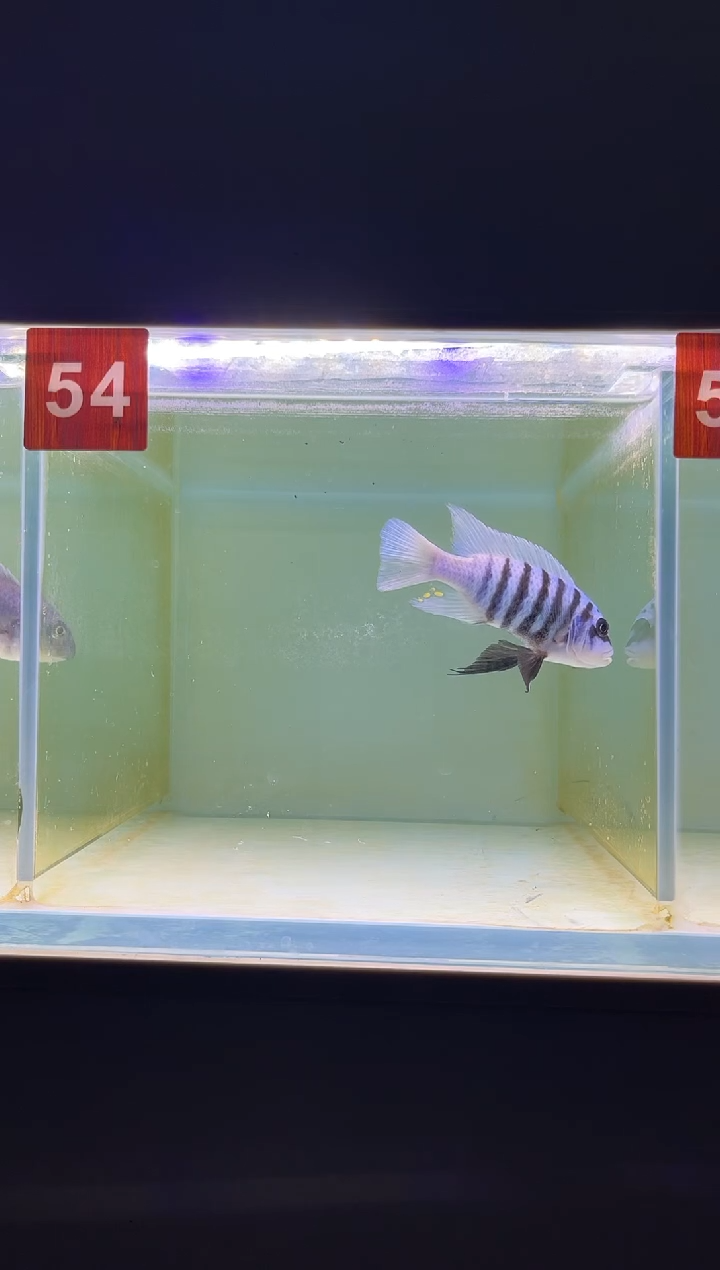 海水三湖慈鲷野生