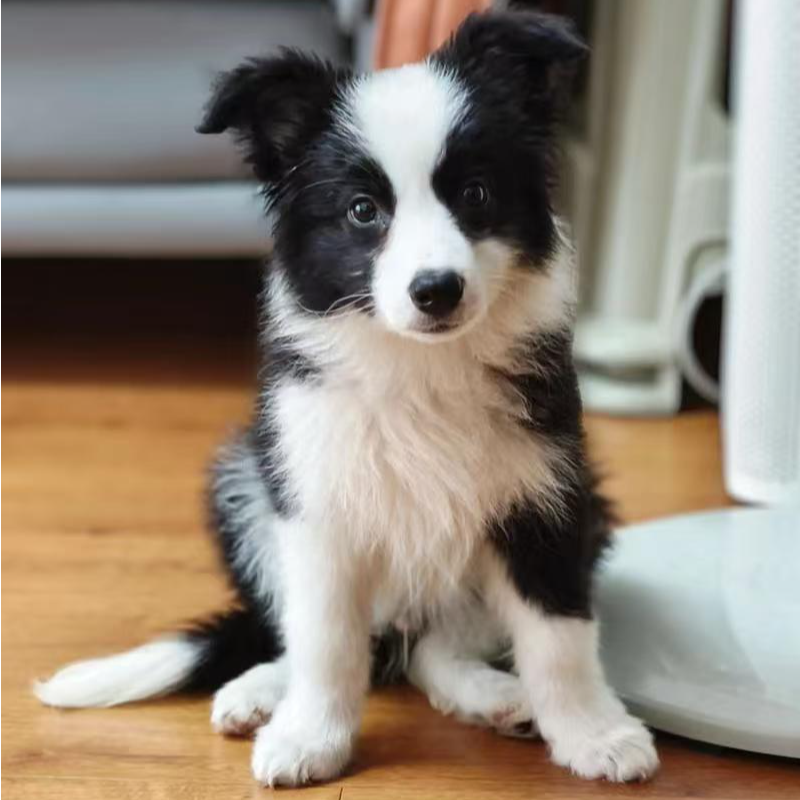 【南阳南岸犬舍】博美柴犬金毛拉布拉多（一物一拍）家庭宠物狗狗幼犬