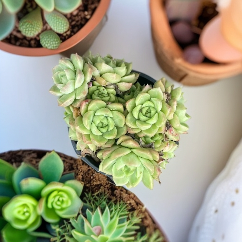 实拍发货女王麦秆多肉适合露台种植暖风多肉