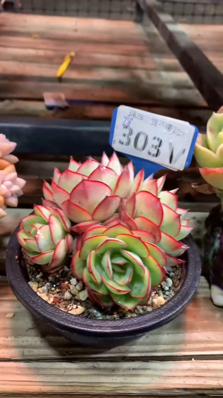 303VVV（满28发货）