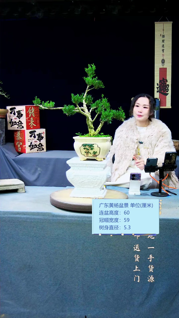 【闪购商品】黄杨盆景黄杨盆景