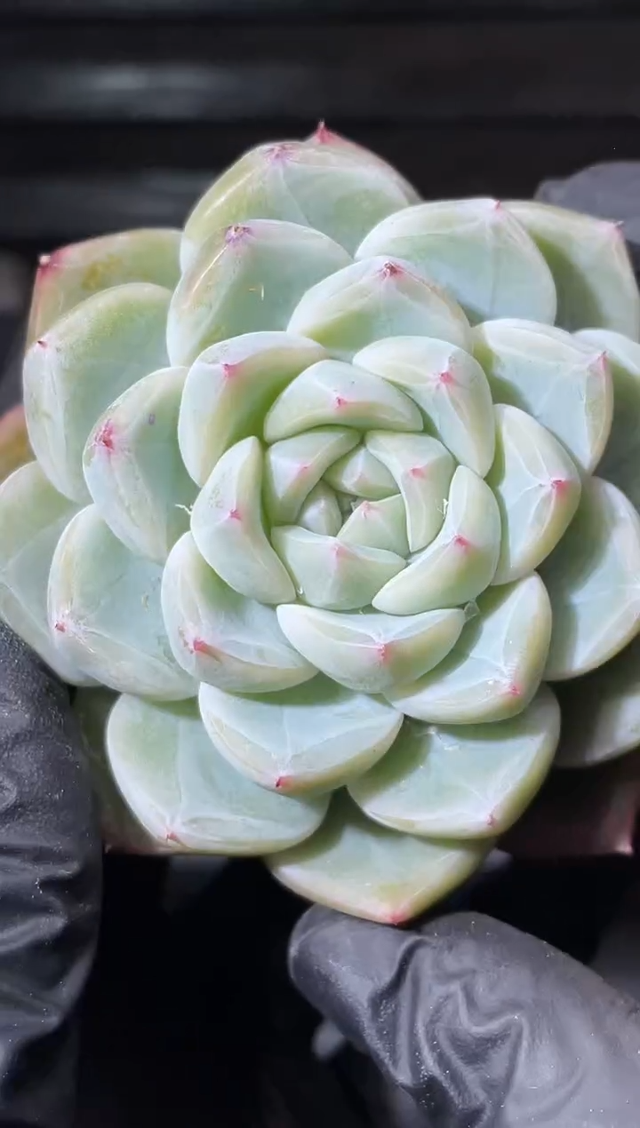 23-90 爆珠珍妮5-6厘米量拍发一颗