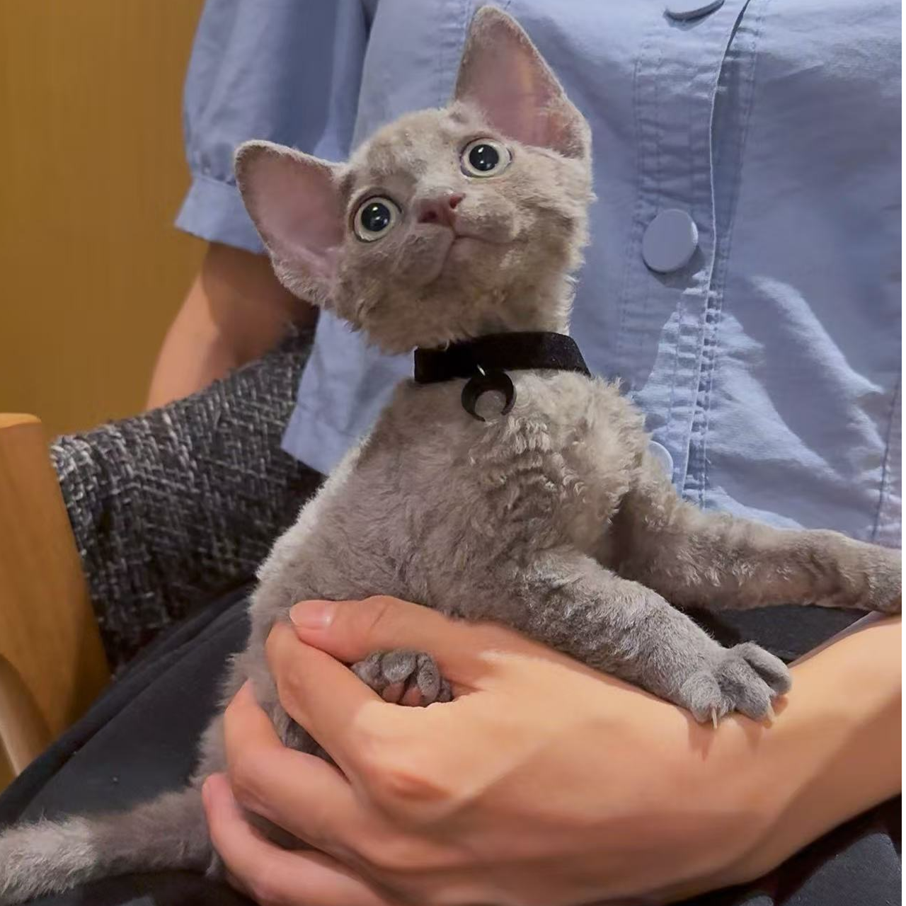 稀有色纯蓝德文卷毛猫妹妹活体保健康