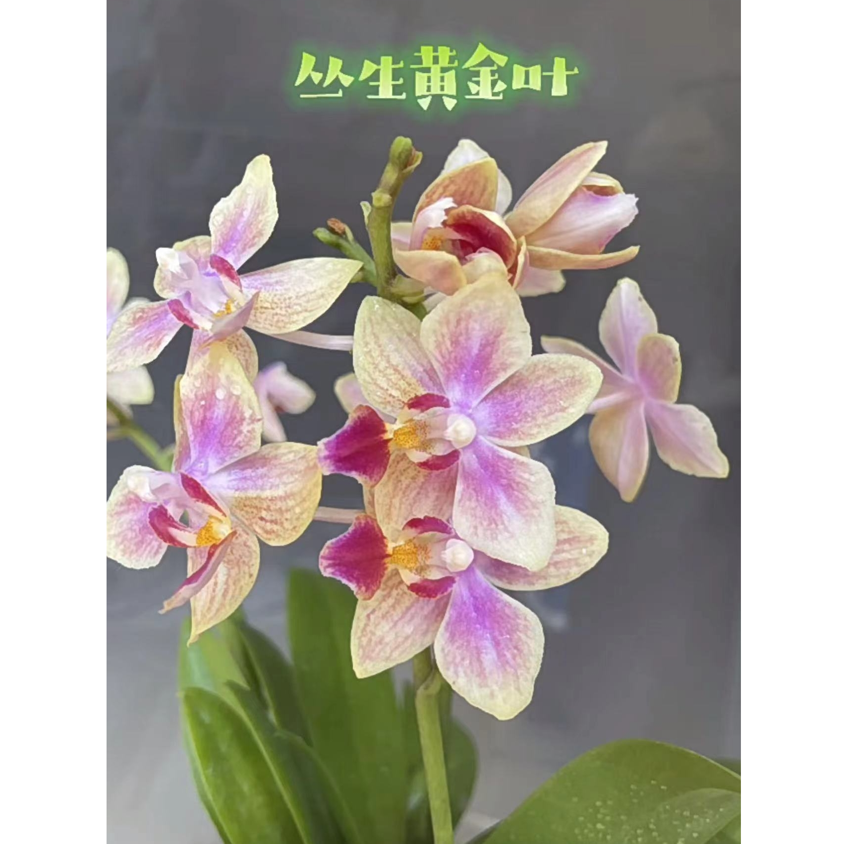 丛生苗稀少2个花剑  【黄金叶】蝴蝶兰易多花剑 后期还长花剑花期久
