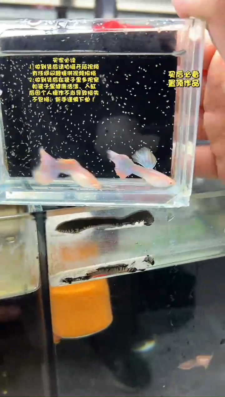 孔雀鱼无怨孔雀鱼