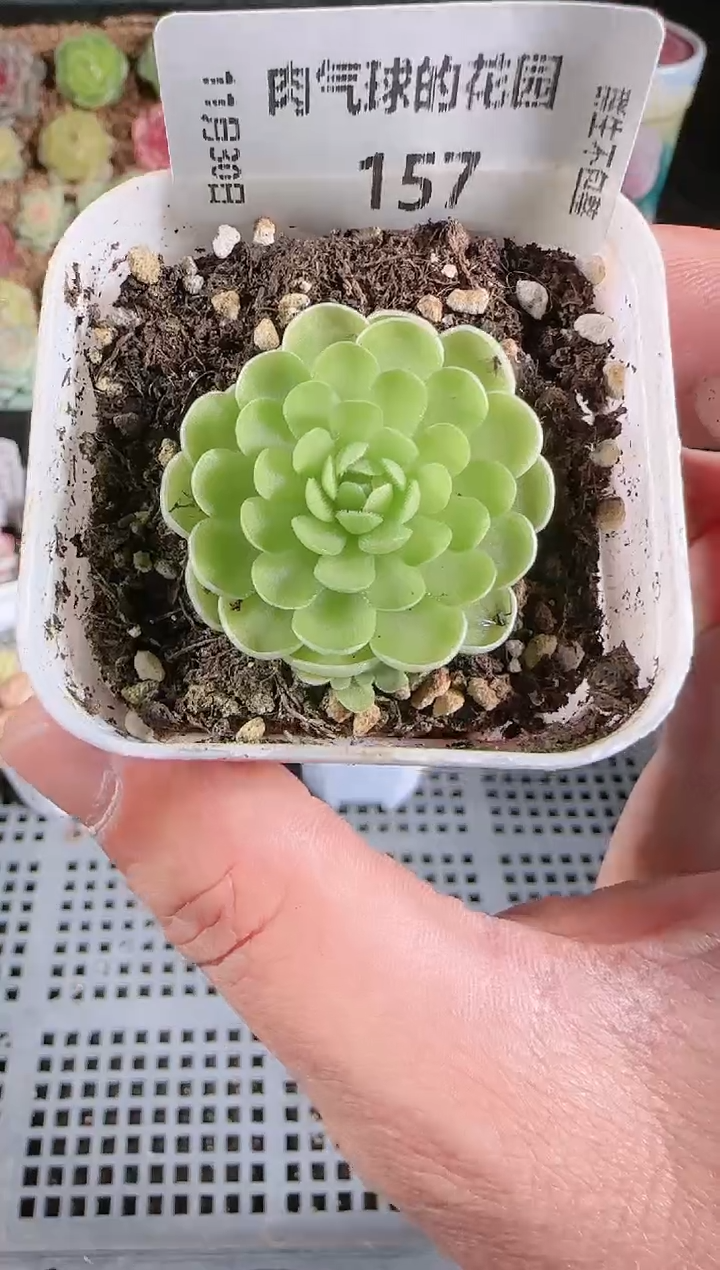 1130-157多肉群生不包整