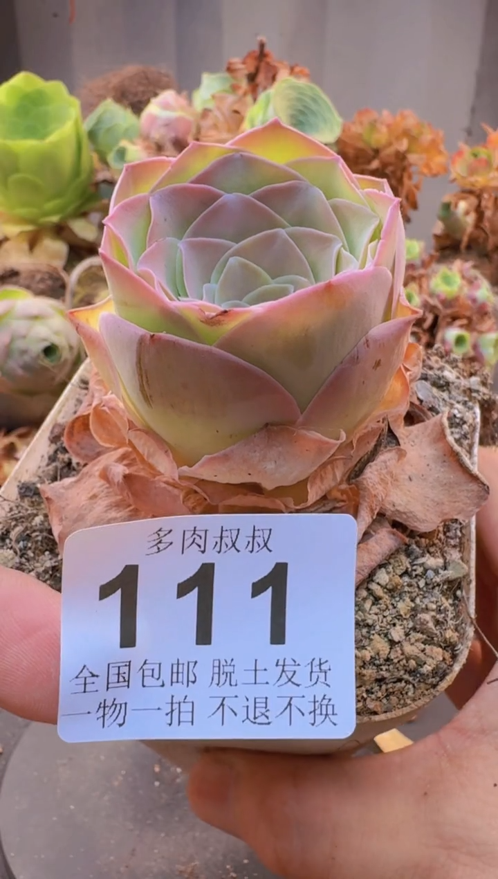 多肉叔叔山地玫瑰--111