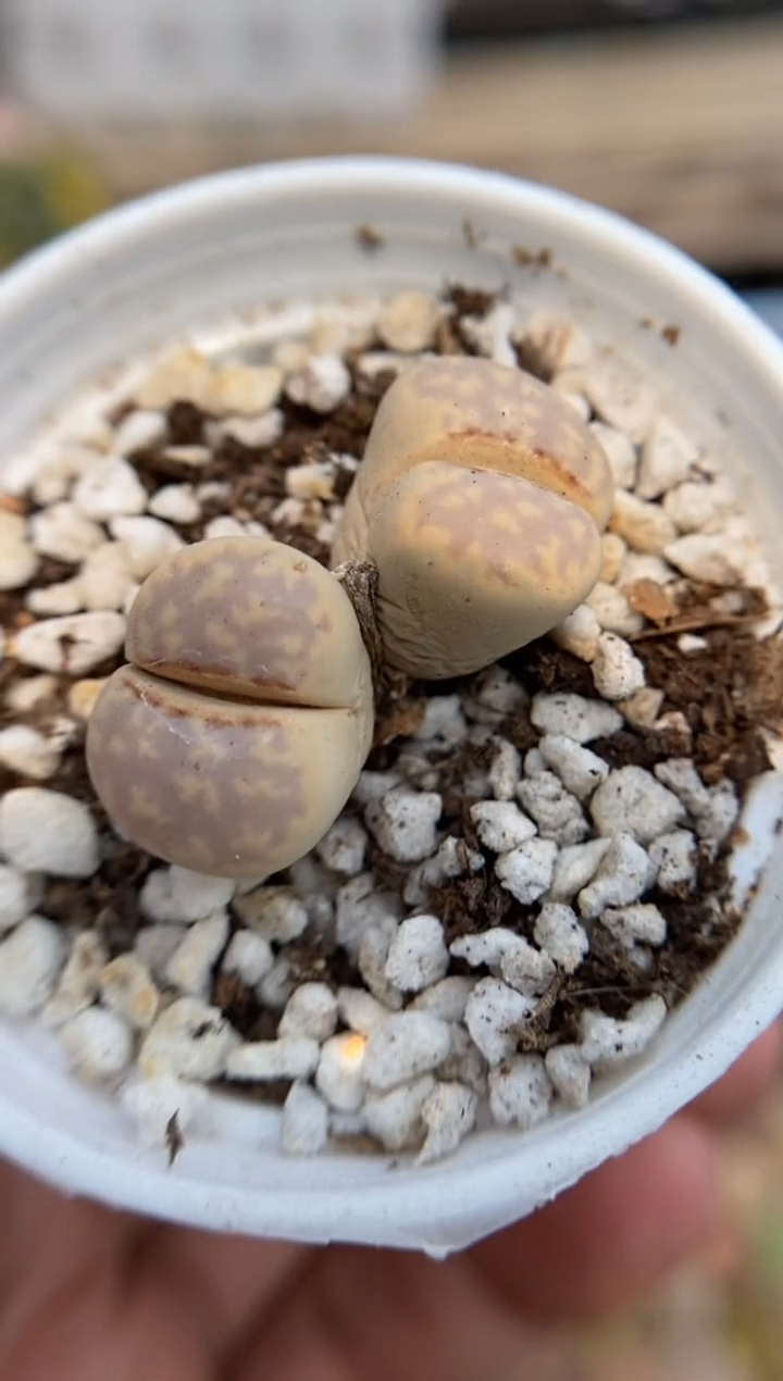 5324直播一物一拍