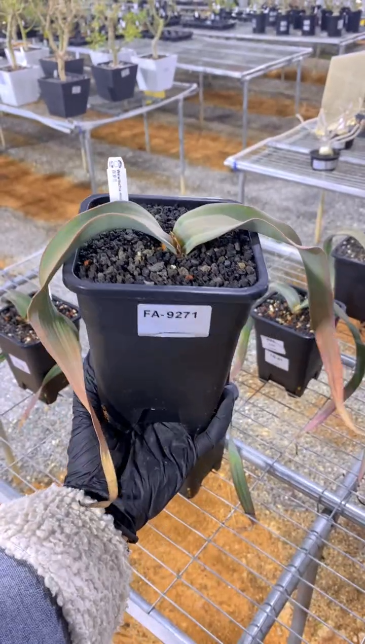 【闪购商品】百岁兰FA-9271