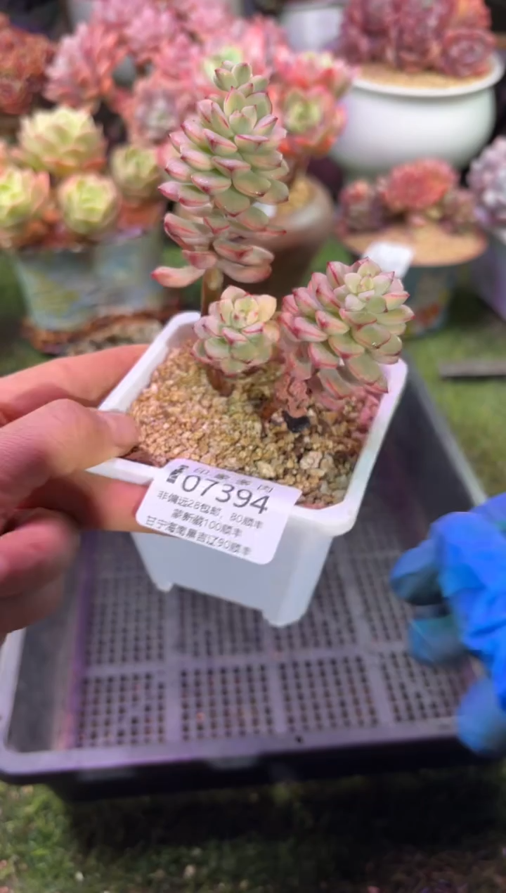 【闪购商品】07394