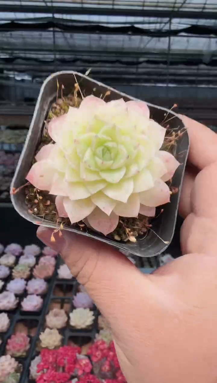 东云多肉园新款-479