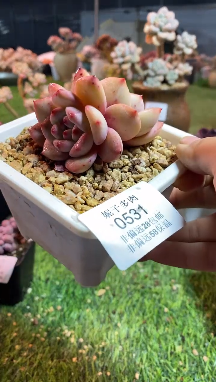 【闪购商品】0531a