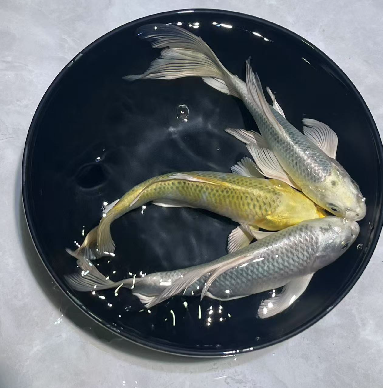 301-400号玛雅色蝴蝶鲤德系宠物鱼活体观赏鱼