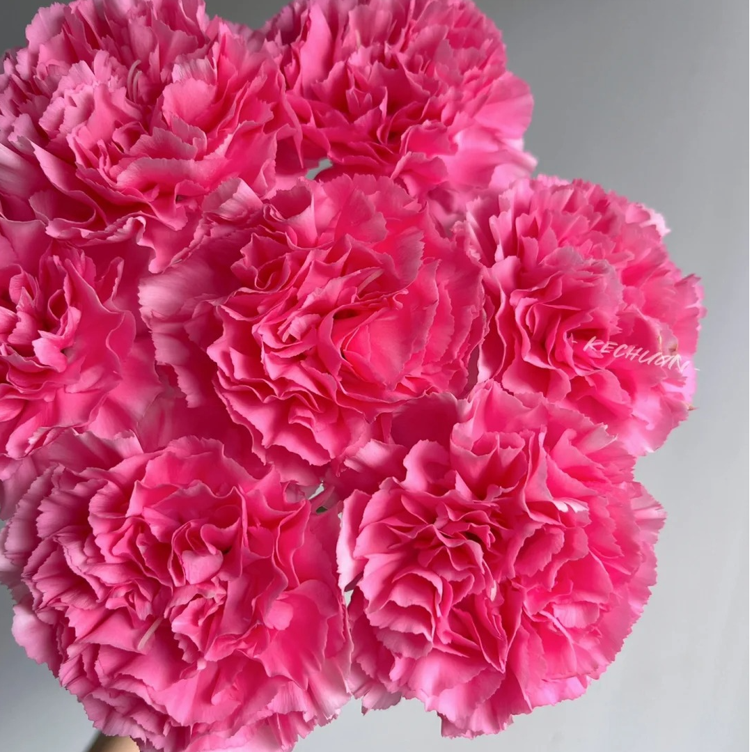 （蔓蔓）奥拉芙蓉康乃馨15支20%防损 1单包邮