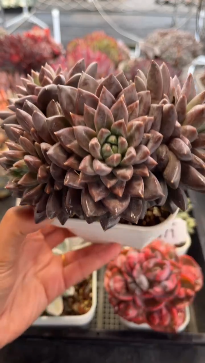 2074（满30包邮，天冷必拍保温箱）