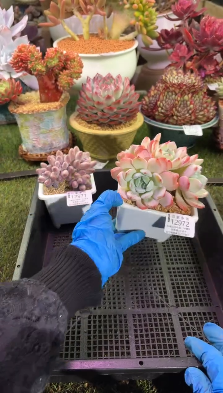 【闪购商品】12972