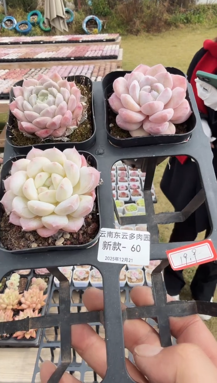 东云多肉园新款-60