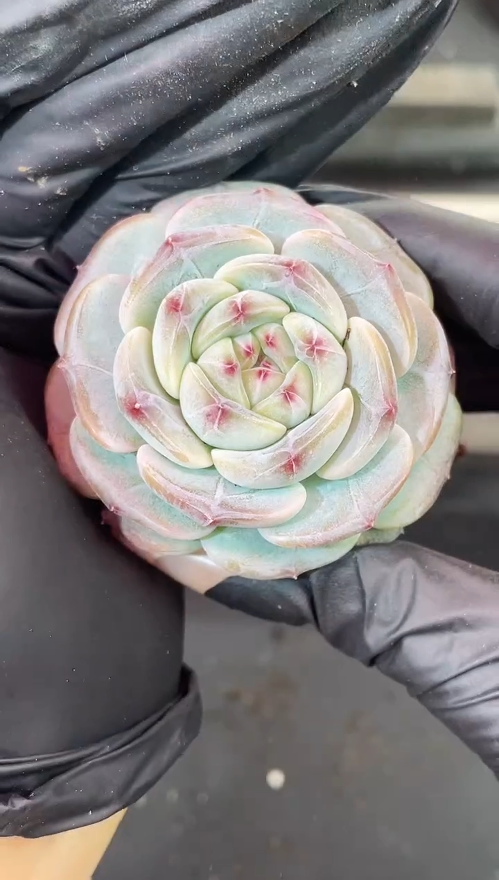 闪购1867  新品多肉一颗  5.5厘米 