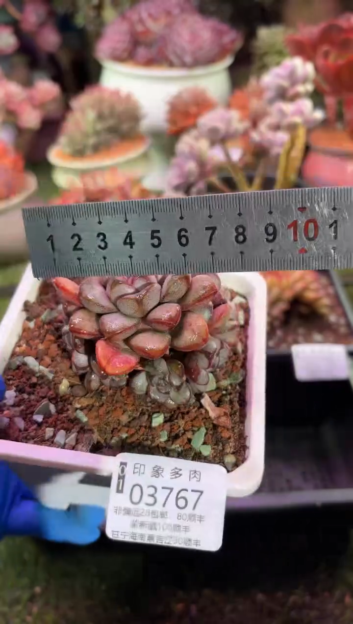 【闪购商品】03767