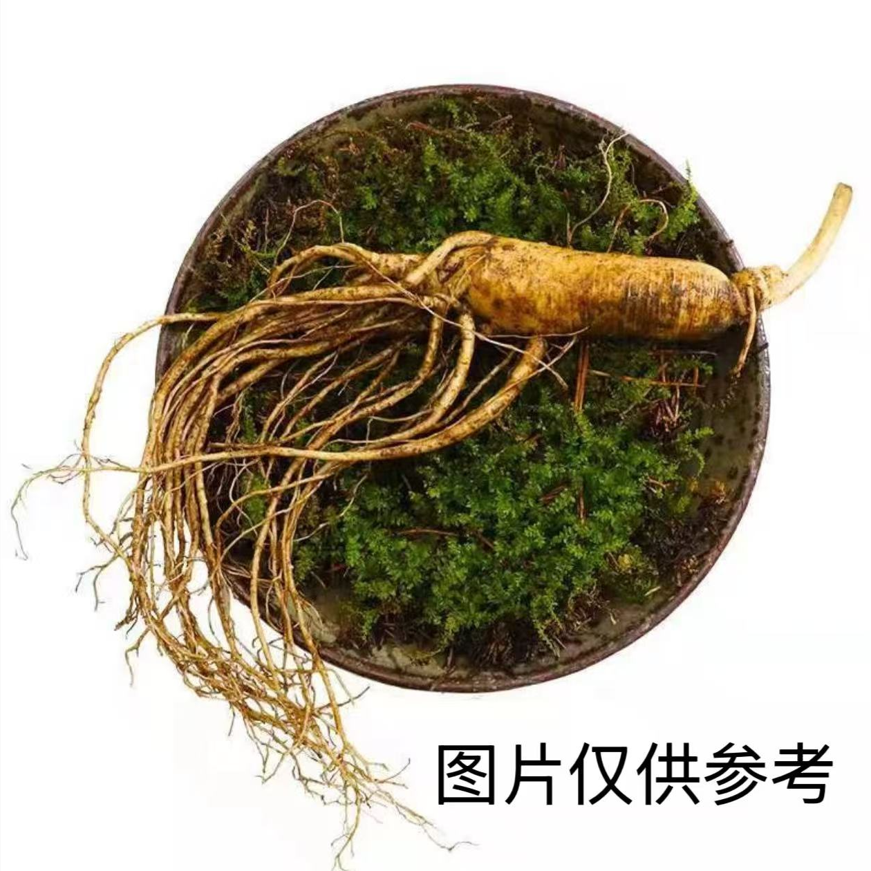 【张书记推荐】 长白山特大号！！！新鲜人参 农家土特产