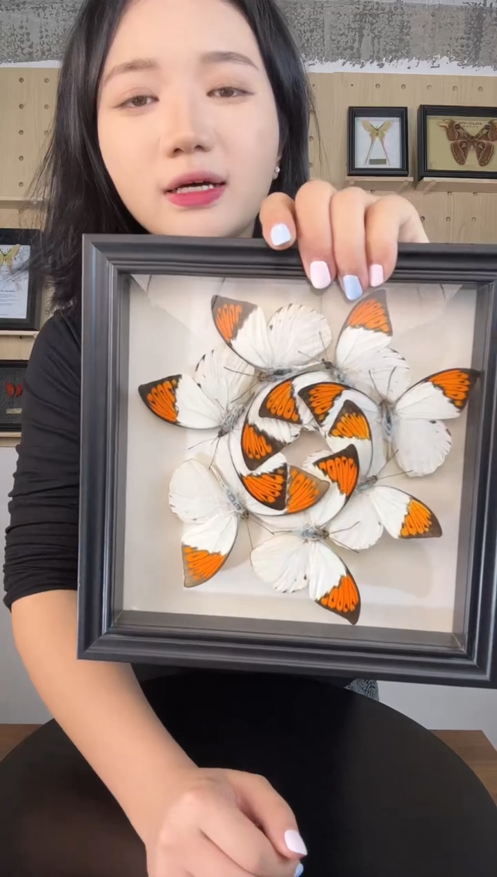 鹤顶粉蝶（蝴蝶装饰画8寸框）