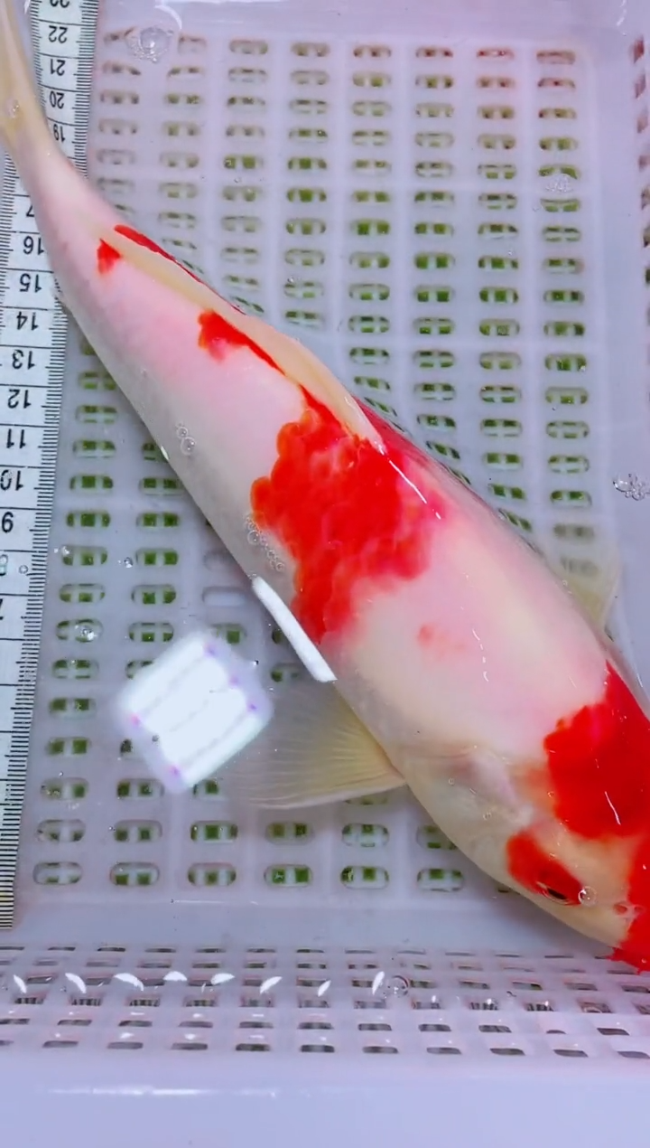 锦鲤血统锦鲤全场包邮77