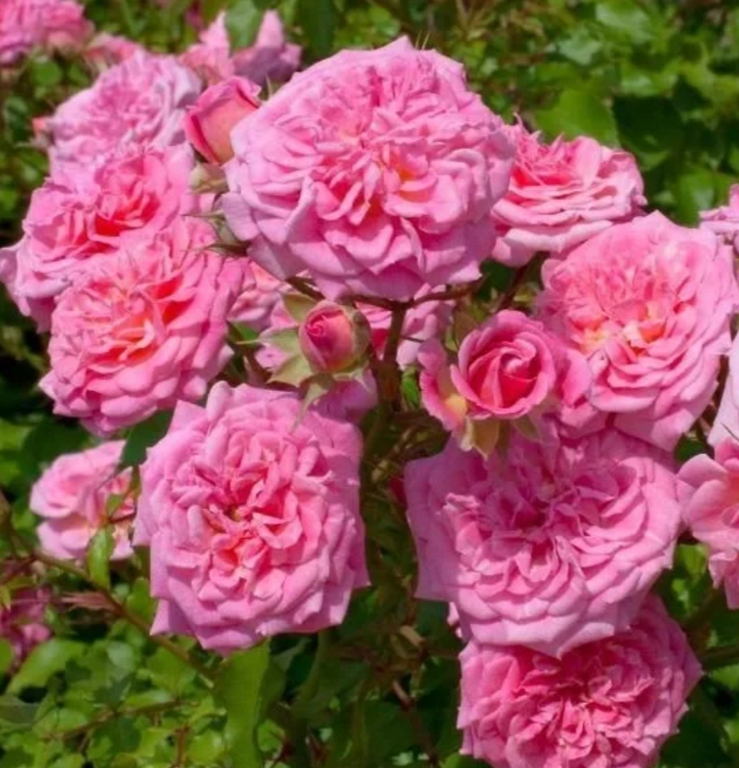 玫瑰大叔 甜蜜漂流 低维护地被勤丰花株型紧凑 庭院阳台花园种植