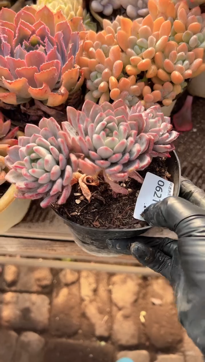 ^****^多肉植物一物一拍06215