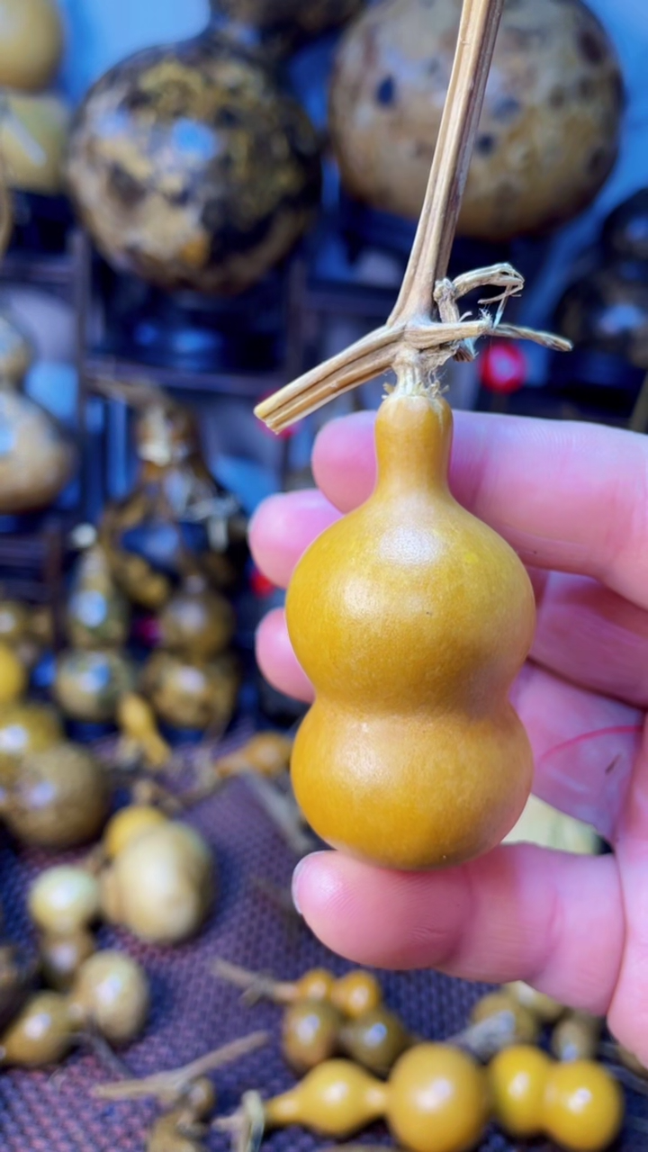 【闪购商品】葫芦葫芦葫芦葫芦