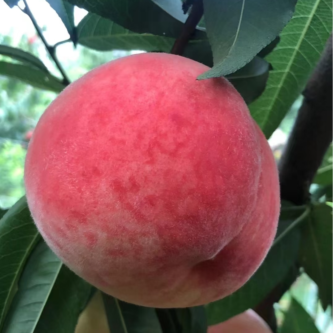 【珊姐桃园】头茬绿化九水蜜桃  平谷大桃 现采现摘 脆甜多汁次日达同城送 北京市