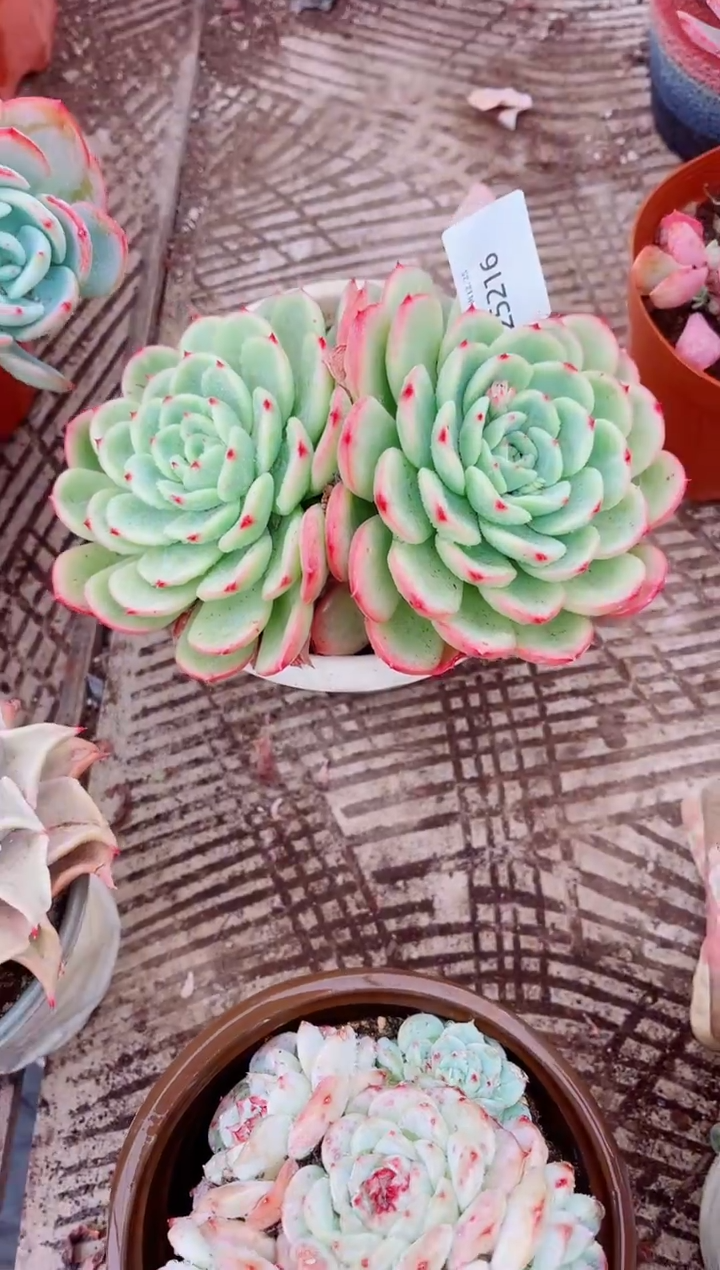 我****^跃跃精品多肉25216