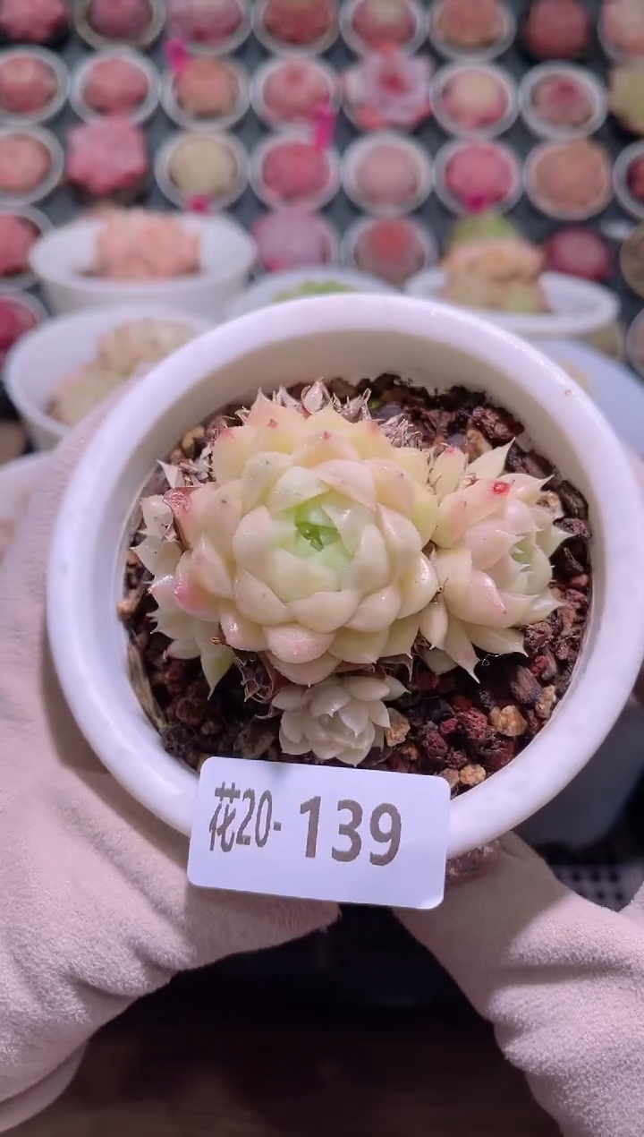 【闪购商品】20-139麦秆